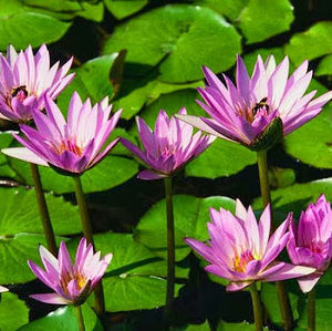 Meet your Posher, Yunlong